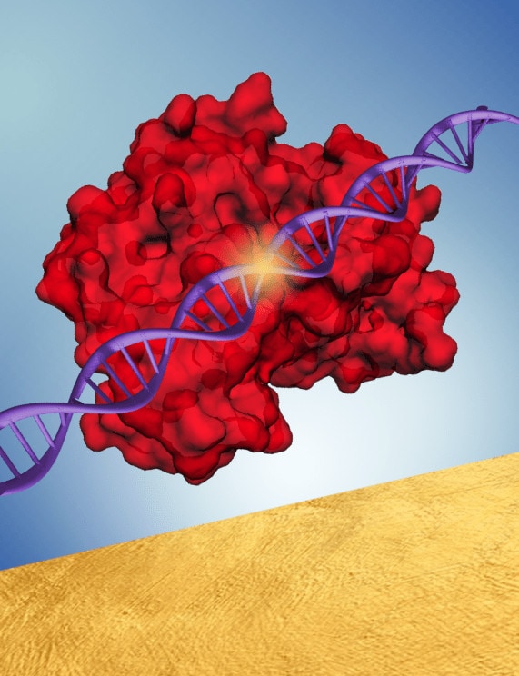 PrecisionCRISPR red